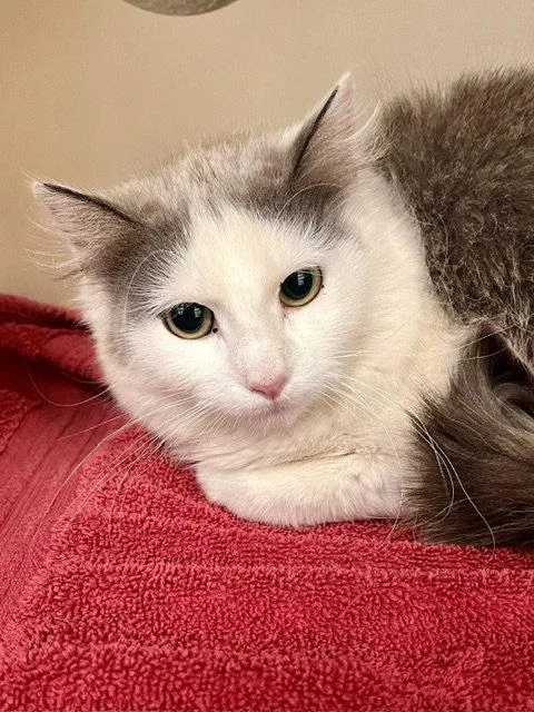 A young small-sized female Gray & White Domestic Medium Hair cat named Velma for adoption in Webster, WI