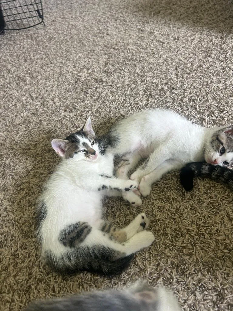 A baby small-sized male Domestic Short Hair cat named Benji for adoption in Lewisville, TX