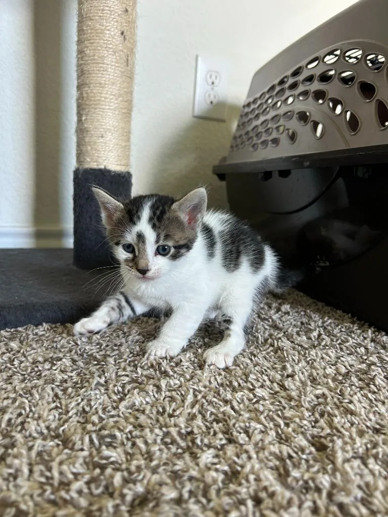 Benji thumbnail 6
