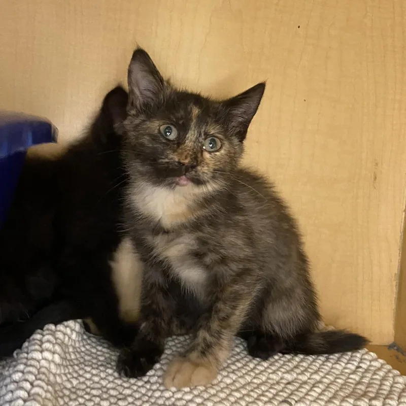 A baby small-sized female Tortoiseshell Domestic Short Hair cat named Slug for adoption in Washington Township, OH