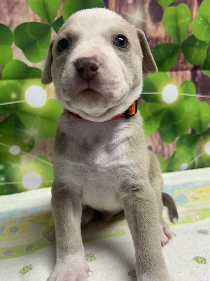 A young small-sized male Terrier dog named Lake for adoption in San Antonio, TX