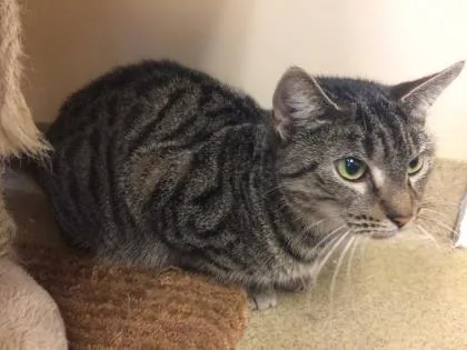 A young large-sized female Domestic Short Hair cat named Patience for adoption in Pompano Beach, FL