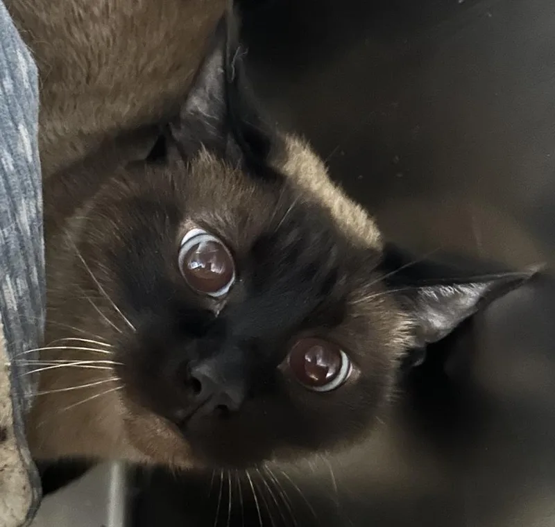 An adult medium-sized female Smoke Domestic Long Hair cat named Kit for adoption in Homer, AK