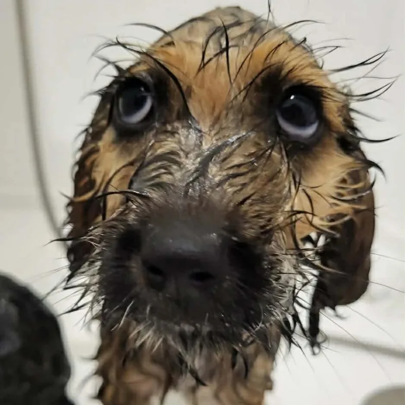 A baby small-sized male Brown / Chocolate Poodle dog named Elias Mathew for adoption in Alma, WI