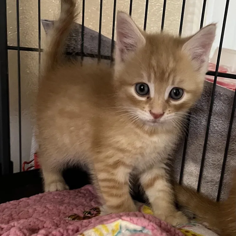 A baby small-sized male Domestic Short Hair cat named Bixby for adoption in Alexandria, VA