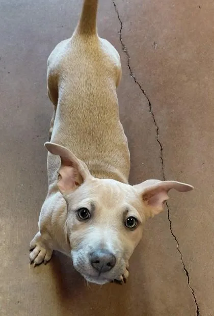 A baby medium-sized male Yellow / Tan / Blond / Fawn Mixed Breed dog named Olaf for adoption in Stanwood, WA