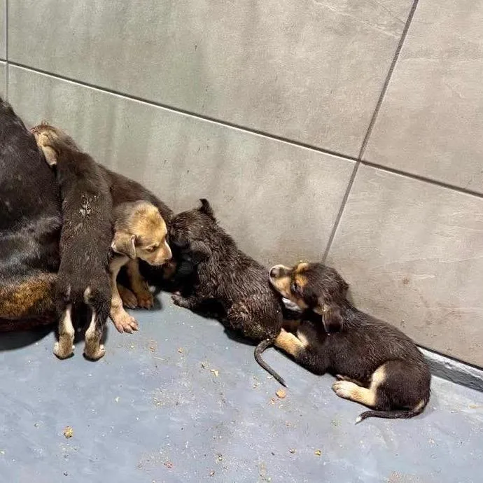 A baby small-sized male Brindle Labrador Retriever dog named Cypress for adoption in Austin, TX