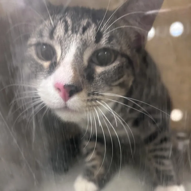A young medium-sized male Gray / Blue / Silver Domestic Short Hair cat named Binkini for adoption in Philadelphia, PA