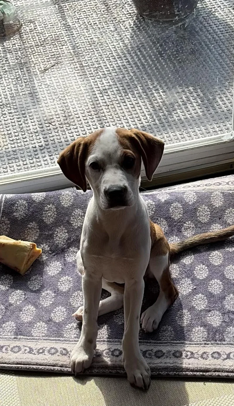 Lilly