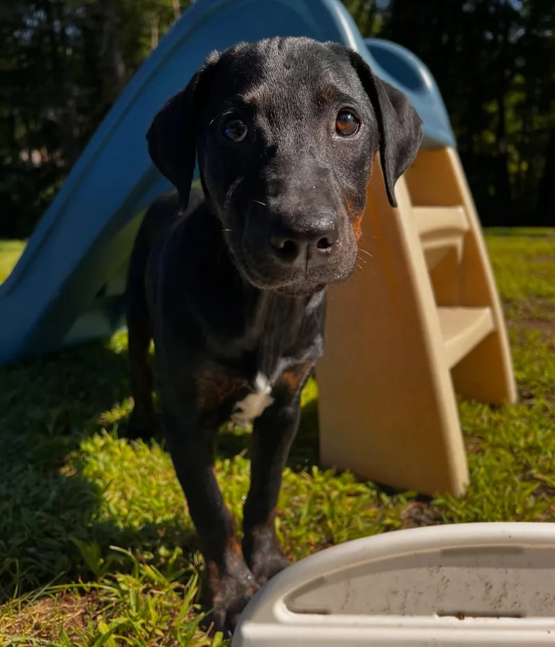Ella