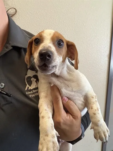 A baby small-sized male Parson Russell Terrier dog named Gregory for adoption in Ontario, CA