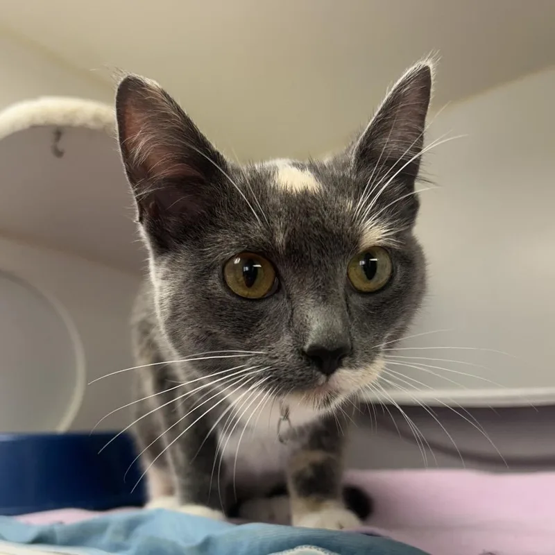 A young small-sized female Tortoiseshell Domestic Short Hair cat named Myrtle for adoption in St Joseph, MO