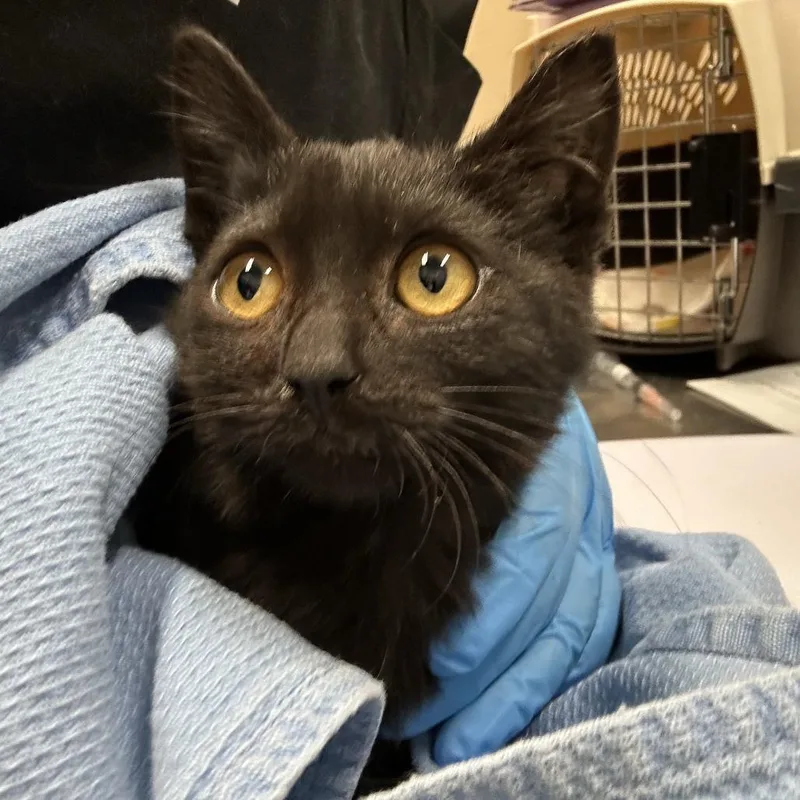 A baby small-sized female Black Domestic Short Hair cat named Pumpernickel for adoption in Tacoma, WA