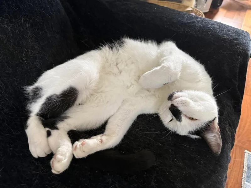 An adult medium-sized male Black & White / Tuxedo American Shorthair cat named Ozzy for adoption in Philadelphia, PA