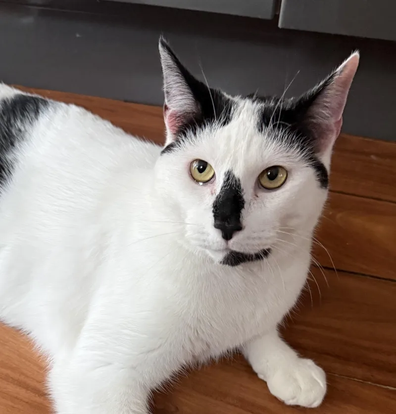 Ozzy thumbnail 4