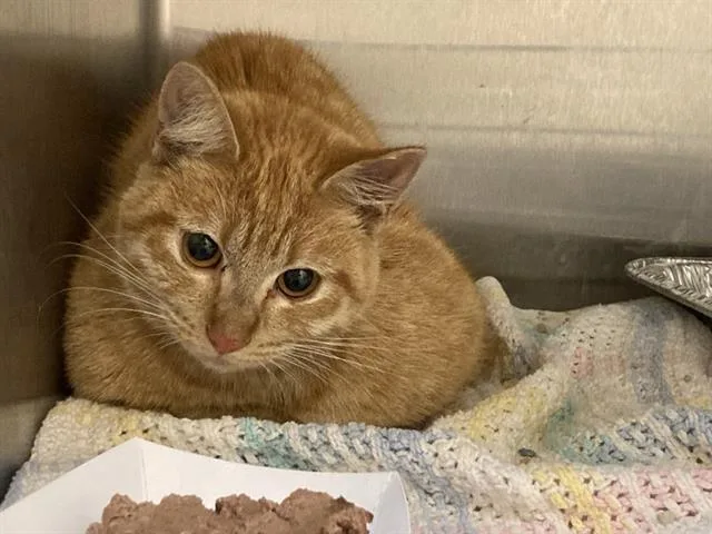 A young medium-sized female Domestic Short Hair cat named A for adoption in Tustin, CA