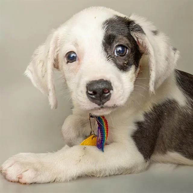 A baby small-sized male Pointer dog named Houndshark for adoption in St. Louis, MO