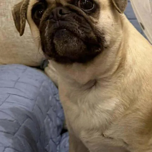 Kingston thumbnail 3