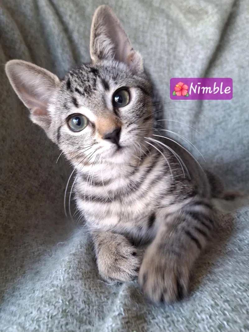 Fiddy & Nimble thumbnail 3