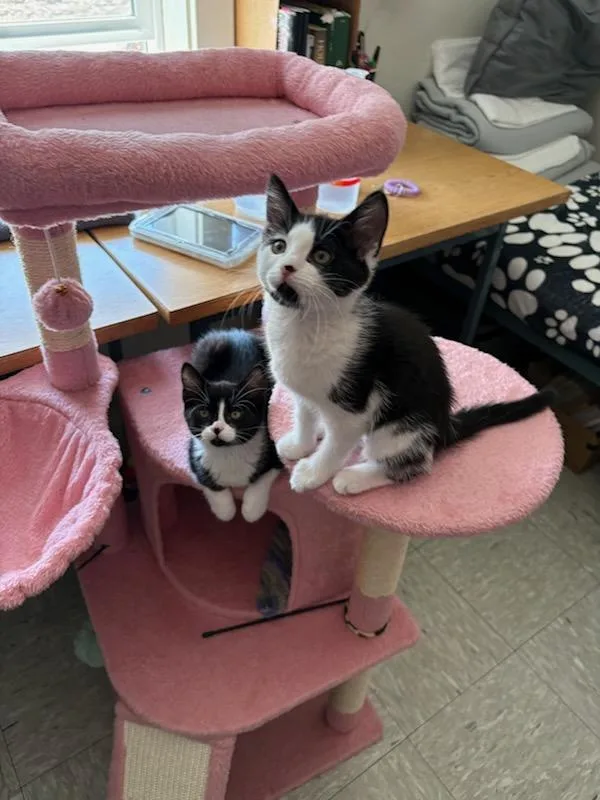 A baby medium-sized female Black & White / Tuxedo Domestic Short Hair cat named Hemera for adoption in Rochester, WA