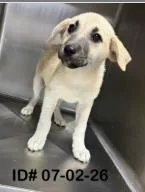 A baby medium-sized female Mixed Breed dog named Lacey for adoption in Largo, FL