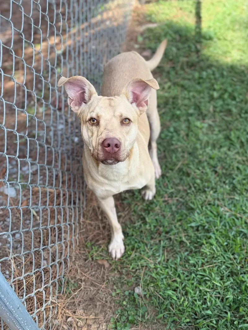An adult medium-sized male Apricot / Beige Mixed Breed dog named Brad for adoption in Summerdale, AL