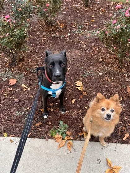 An adult large-sized female Mixed Breed dog named Nurture for adoption in Chamblee, GA