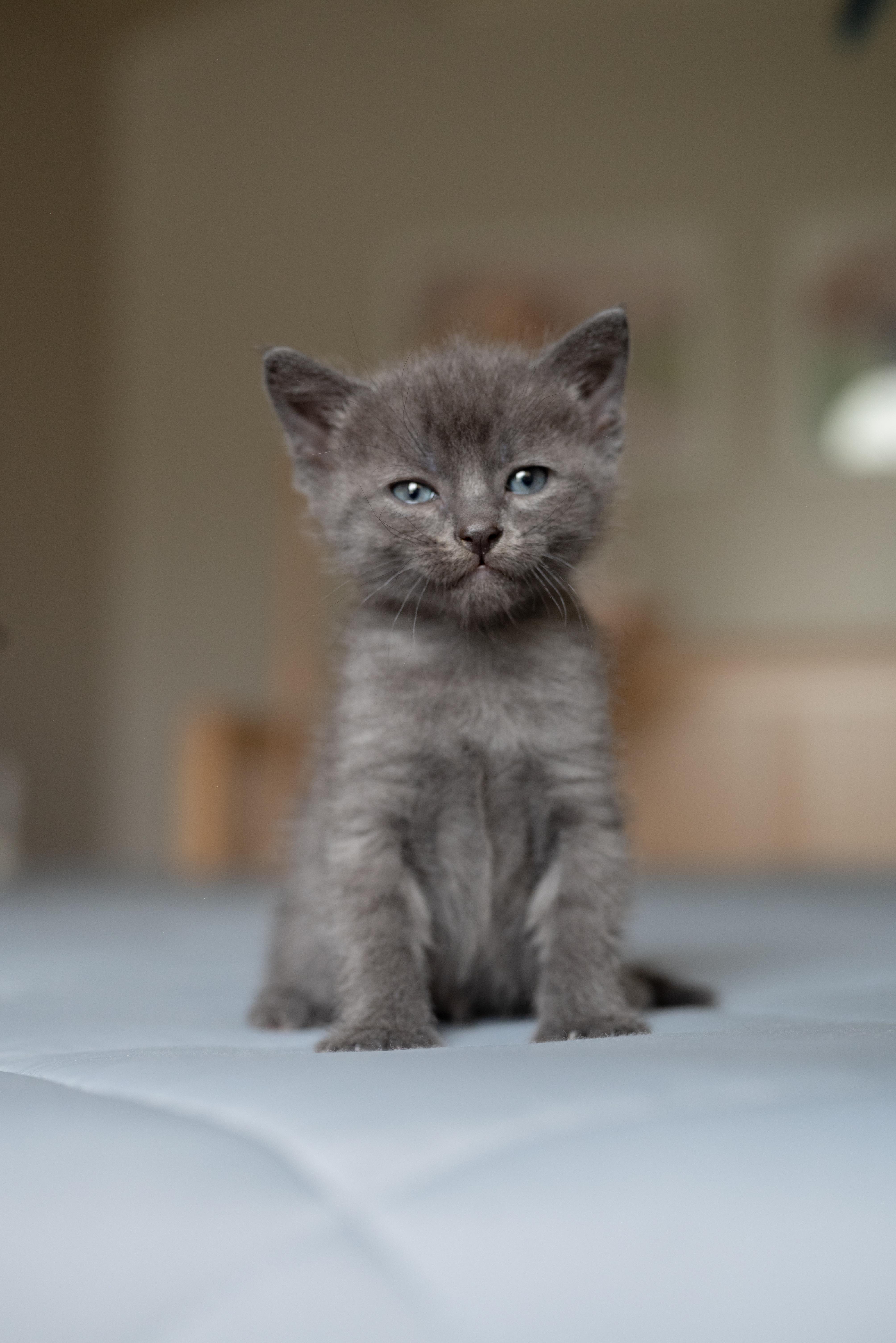 A baby small-sized male Domestic Short Hair cat named Bad Boy for adoption in Fruit Heights, UT