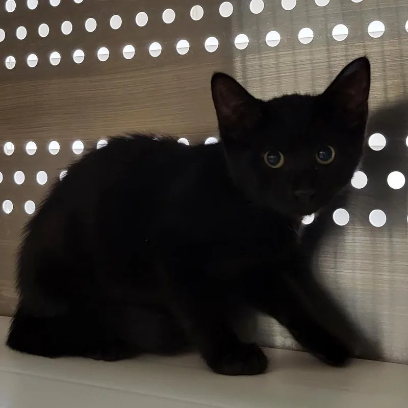 A baby small-sized male Black Domestic Short Hair cat named Sirius for adoption in Lake Panasoffkee, FL