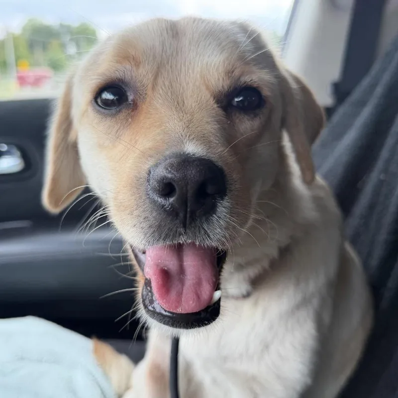 A young medium-sized female Yellow / Tan / Blond / Fawn Labrador Retriever dog named Gracie for adoption in West Chester, PA