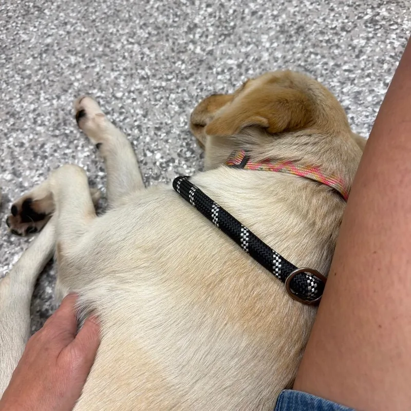 Gracie thumbnail 2