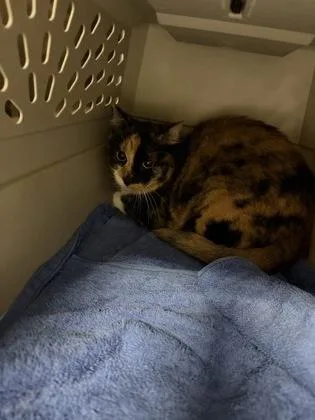 An adult medium-sized female Domestic Short Hair cat named Pippa for adoption in Daytona Beach, FL