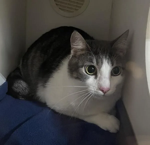 A young small-sized male Domestic Short Hair cat named Inumaki for adoption in Escondido, CA