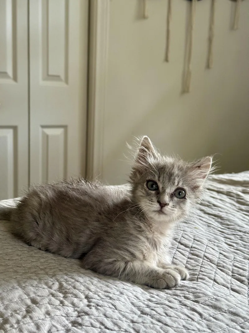 A baby medium-sized female Tabby (Gray / Blue / Silver) Domestic Short Hair cat named Marley for adoption in Charleston, SC