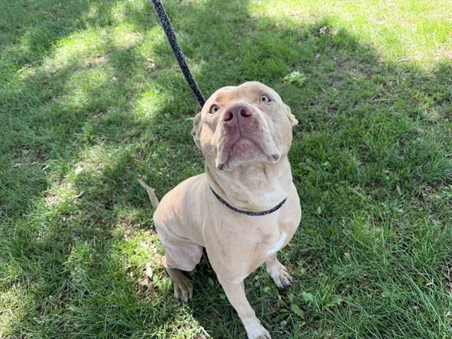 A young large-sized male Pit Bull Terrier dog named Bruce for adoption in Antioch, CA