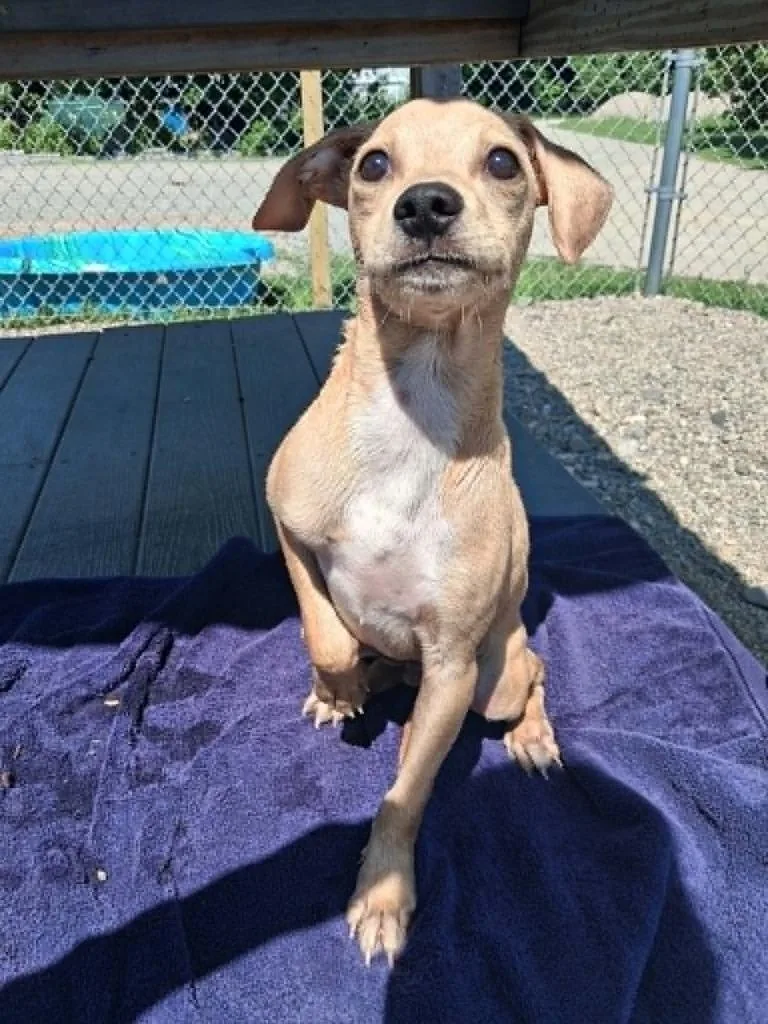 A baby medium-sized male Terrier dog named Fred for adoption in Gorham, ME