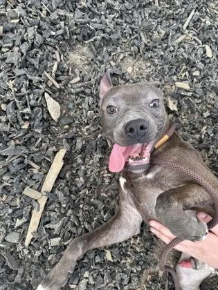 An adult medium-sized male Mixed Breed dog named Mercury for adoption in Atlanta, GA