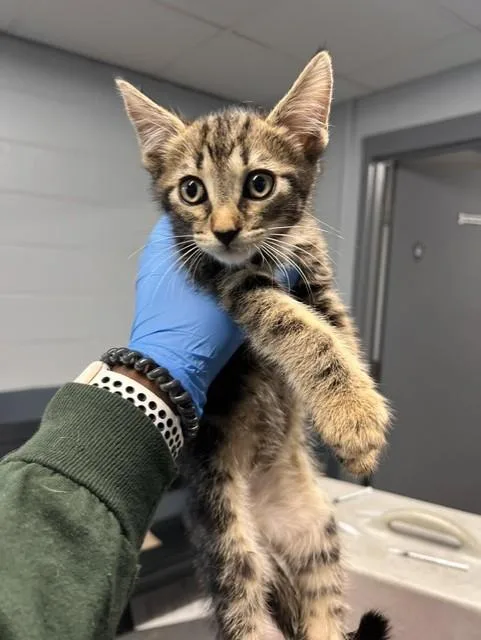 A baby small-sized male Domestic Medium Hair cat named Lux for adoption in Tallahassee, FL