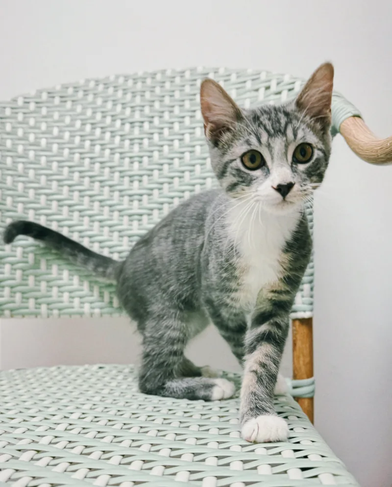 A baby small-sized male Tabby (Gray / Blue / Silver) Domestic Short Hair cat named Frank for adoption in Nashville, TN