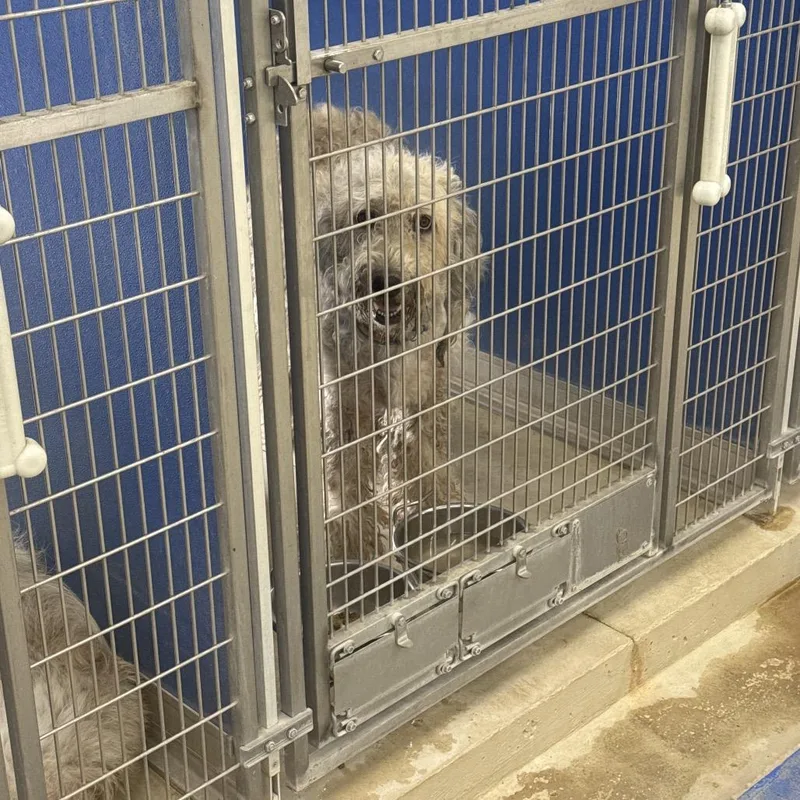 An adult large-sized male White / Cream Standard Poodle dog named Neo for adoption in Shelbyville, IL