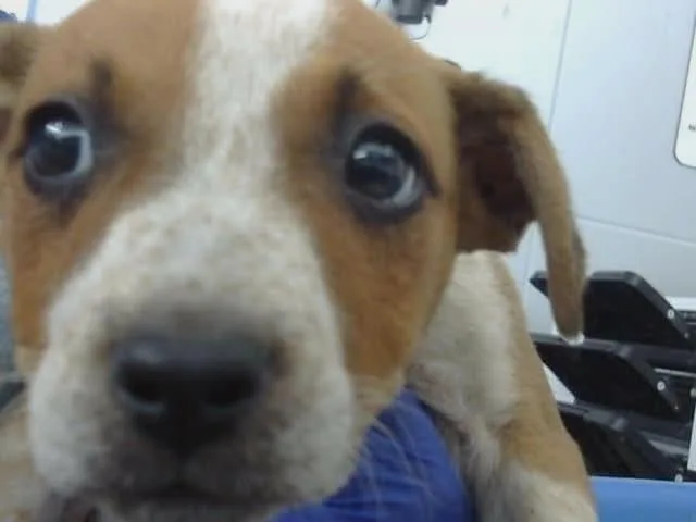 A baby medium-sized female Mixed Breed dog named Chloe for adoption in Holbrook, NY