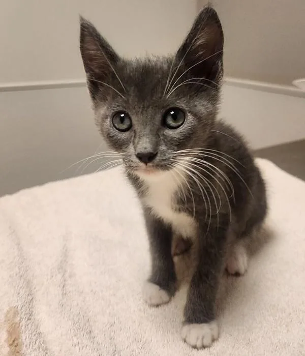 A baby small-sized female Domestic Short Hair cat named Leigh for adoption in Dublin, CA