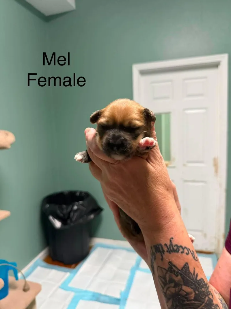 A baby small-sized female Corgi dog named Mel for adoption in Elkton, MD
