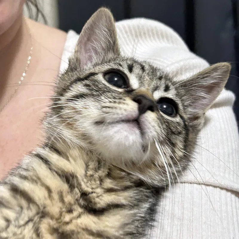 A baby small-sized male Tabby (Brown / Chocolate) American Shorthair cat named Rhythm for adoption in Highland Park, NJ