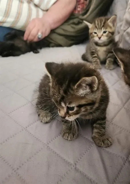A baby small-sized female Domestic Short Hair cat named Drake for adoption in Louisville, KY