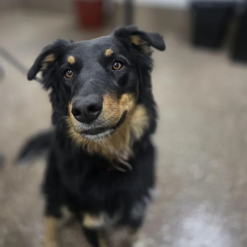 A young small-sized male Black Australian Shepherd dog named Percy for adoption in Incline Village, NV