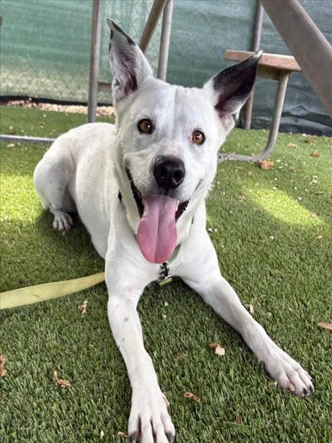 A young large-sized male Australian Cattle Dog / Blue Heeler dog named Scotty for adoption in Santa Barbara, CA