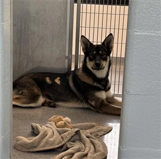 A young medium-sized female German Shepherd Dog dog named Sleepy for adoption in Toledo, OH