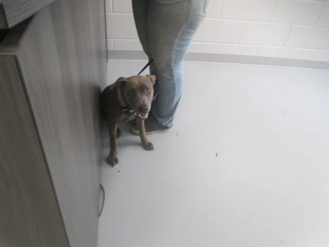 A young small-sized female Pit Bull Terrier dog named Munchkin for adoption in Ocala, FL
