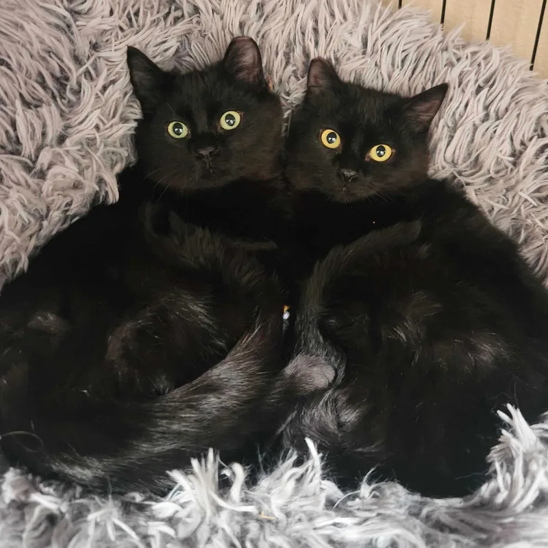 June Bug Bonded With